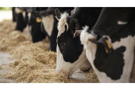 Конференция Молочного кластера «Актуальные вопросы молочного животноводства»