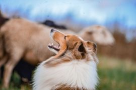 Применение пастушьих собак в личных подсобных и фермерских хозяйствах