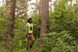 Основы лесного хозяйства